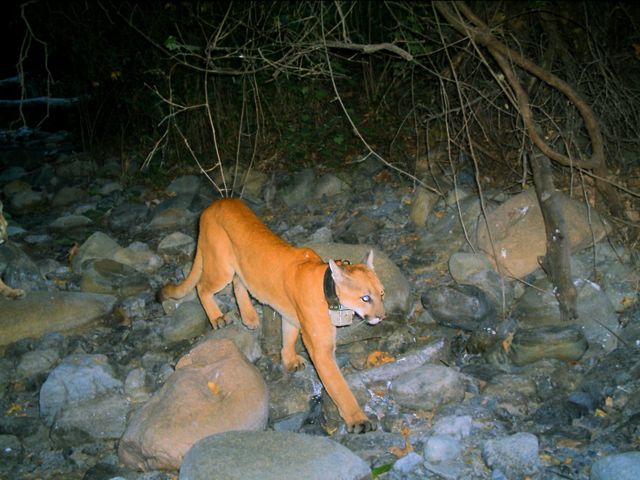 A female mountain lion with a GPS collar followed by her cub in Southern California