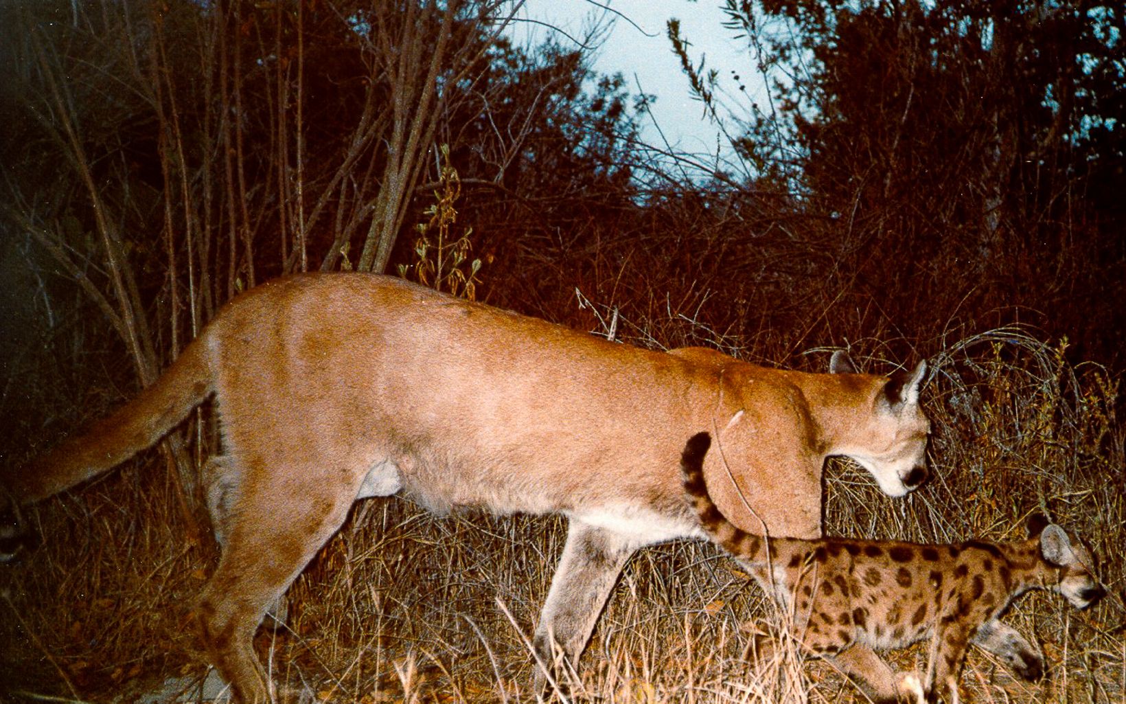 A female mountain lion and cub. 