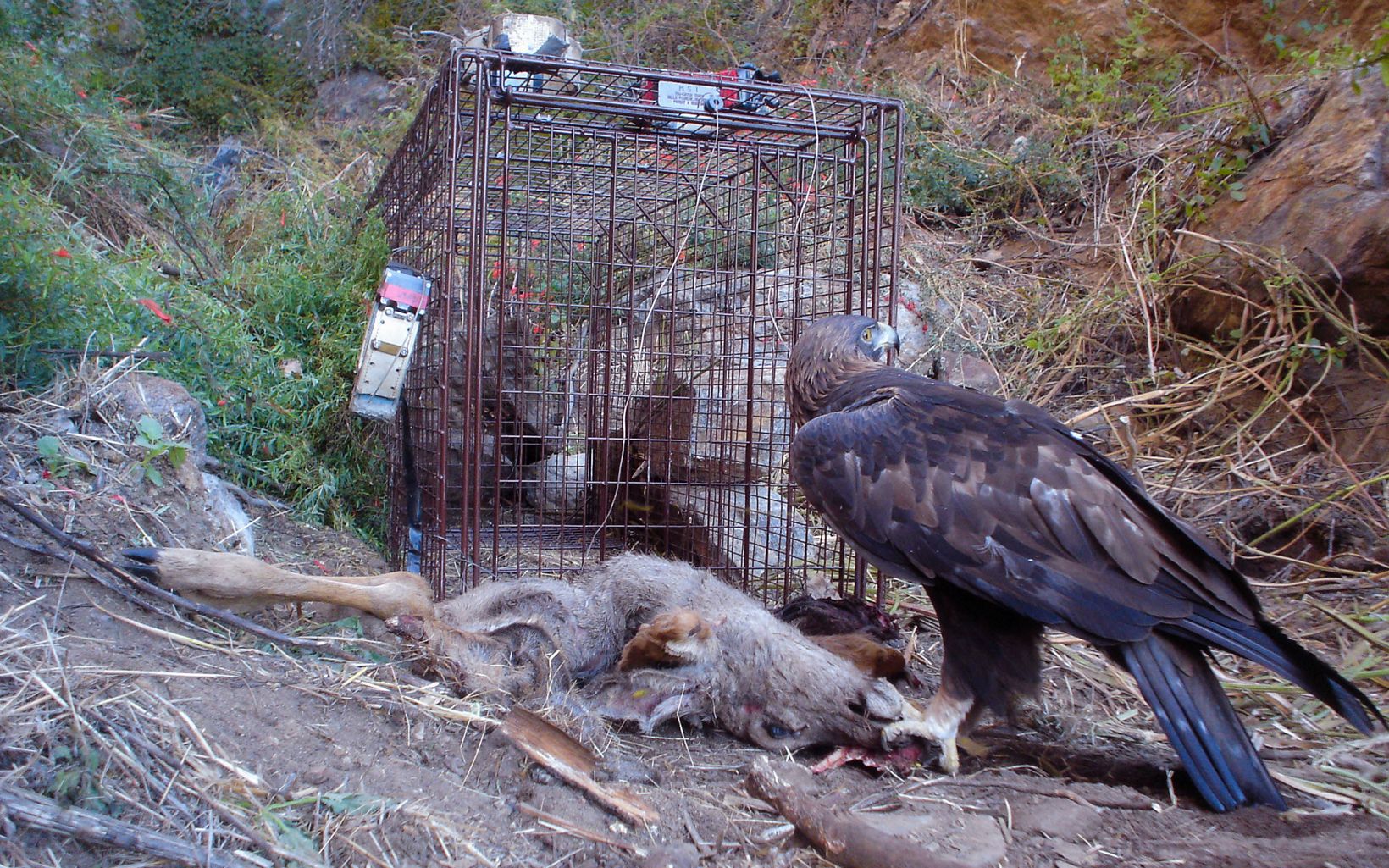 a golden eagle stands in front of a dead deer used as mountain lion bait