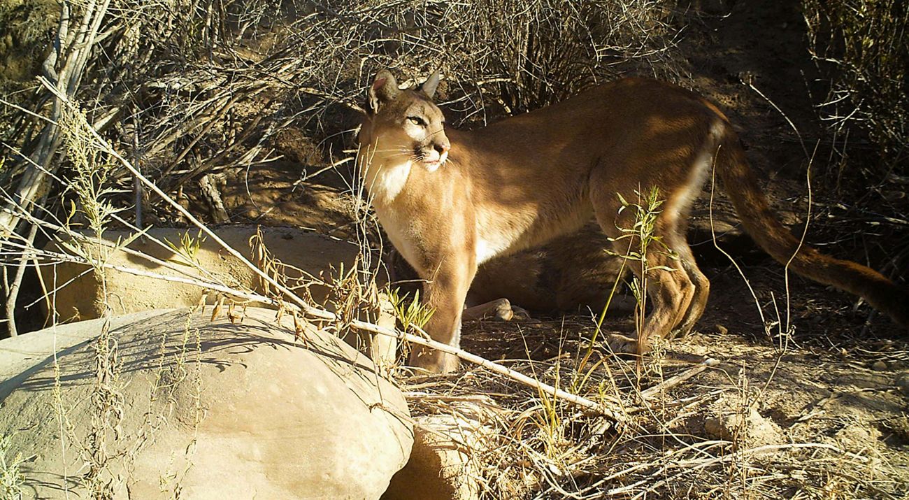An adult mountain lion in the sun.