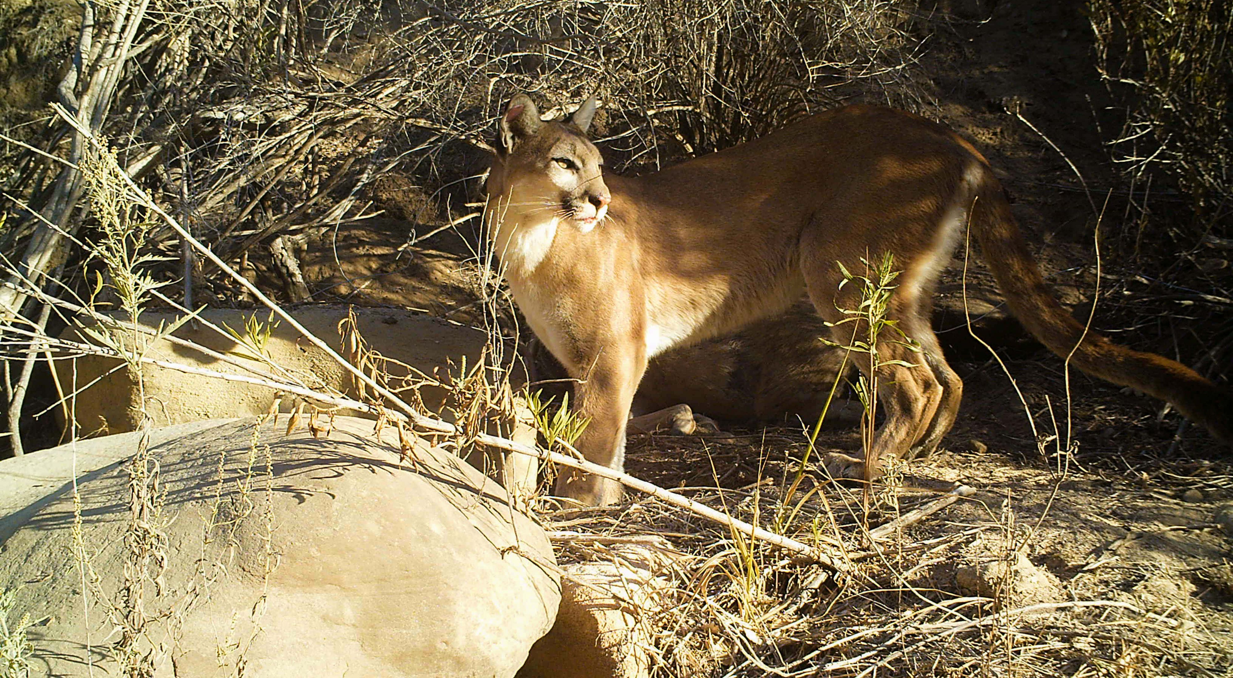 Researchers in Southern California set up camera traps to monitor and track the movement of mountain lions.