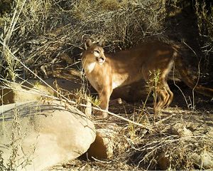 An adult mountain lion pauses in the shade of overhanging shrub.