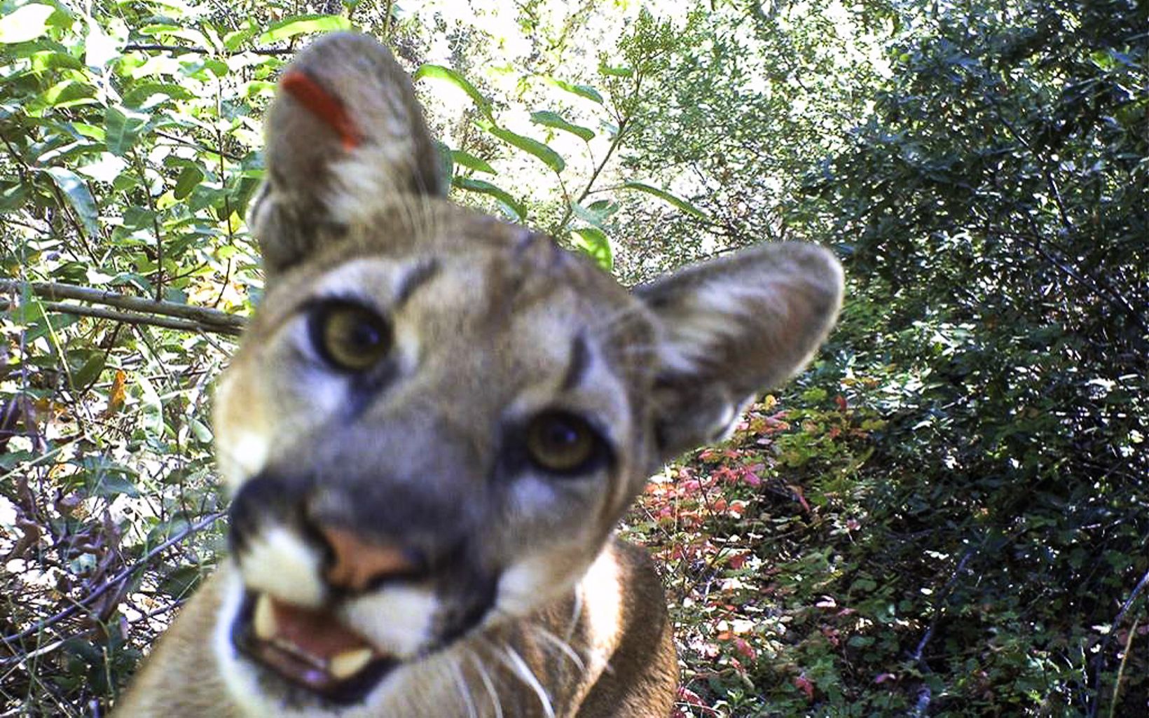 A close up, slightly blurry camera trap photo of a mountain lion