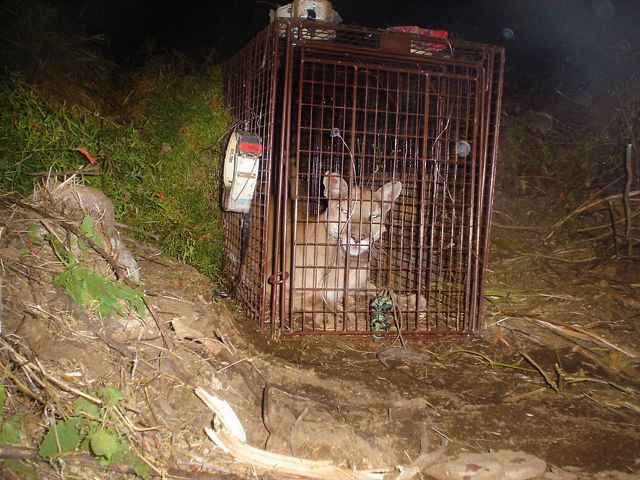 a mountain lion lays down inside of a large cage
