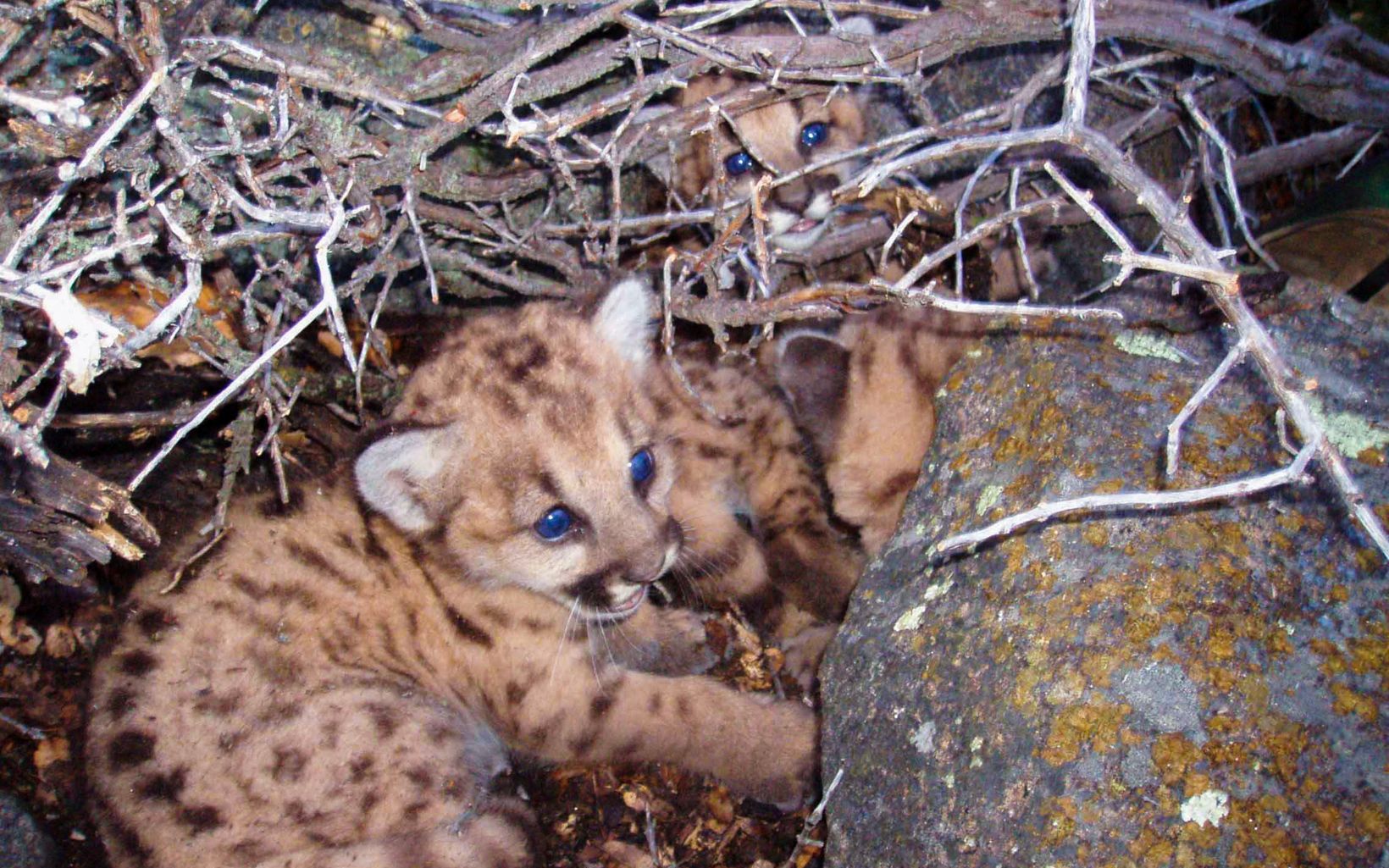Three mountain lion kittens partially hidden among rocks and twigs.