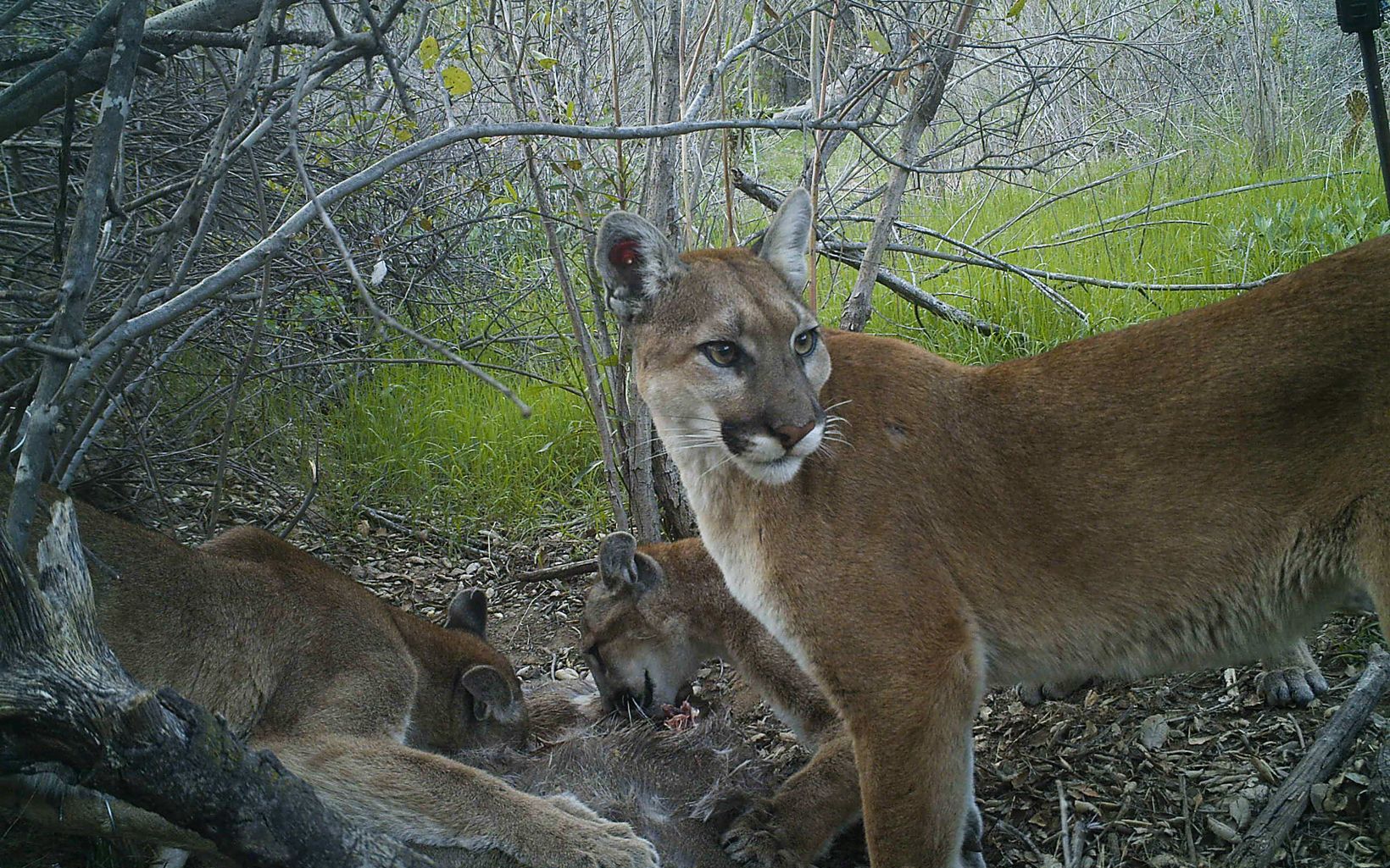 Three mountain lions eat roadkill deer set up as bait to capture mountain lions on camera.