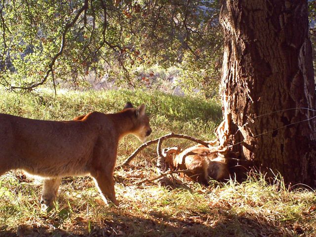a mountain lion approaches a dead deer next to a large tree