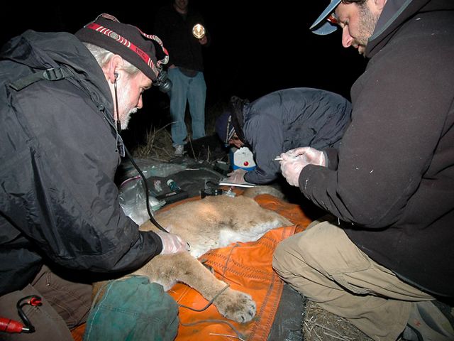 researchers in headlamps surround a sedated mountain lion