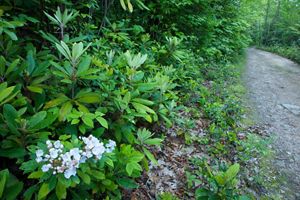 White flowers bloom on green plants lining a forest path.