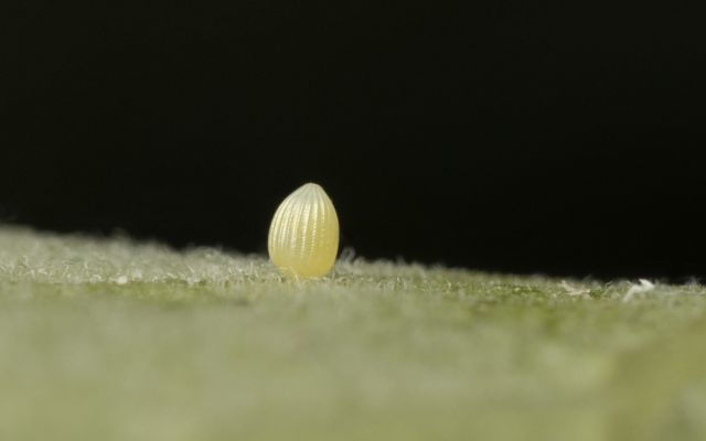 A macro shot of a monarch butterfly egg, showing vertical ridges and a pointed tip.