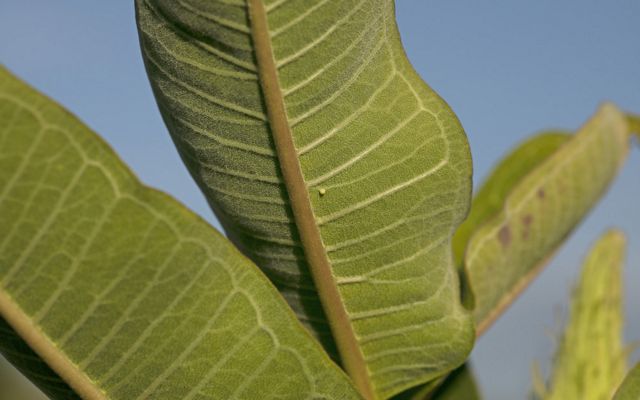 A tiny monarch butterfly egg on the underside of a milkweed leaf.