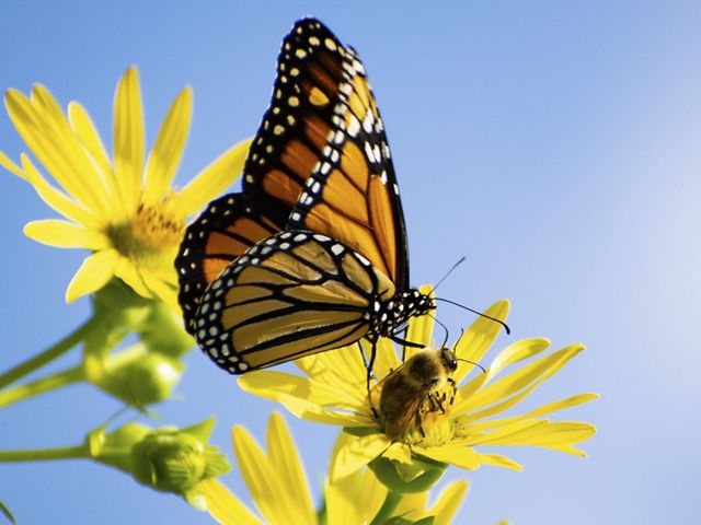 A monarch butterfly sits on a bright yellow flower in front of a clear blue sky at Evergreen Brickworks, Toronto, Canada.