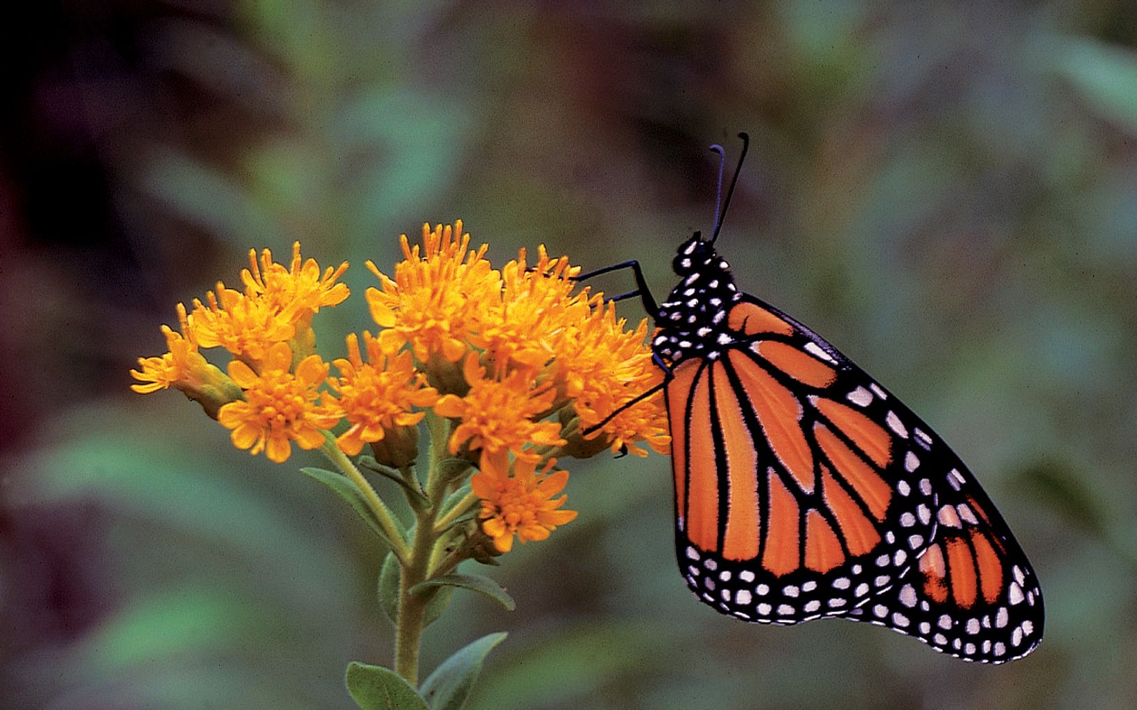  Monarchs and other butterflies feed on nectar from goldenrods and other wildflowers at Chiwaukee Prairie.