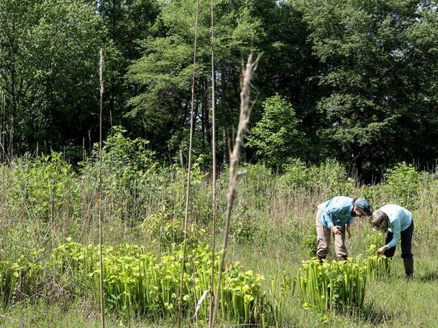 Two people bend over a patch of pitcher plants.