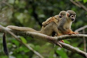 A monkey rests on a branch with a baby on its back.