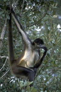 Aerial View of Maya Forest The 13.3 million-acre Maya F