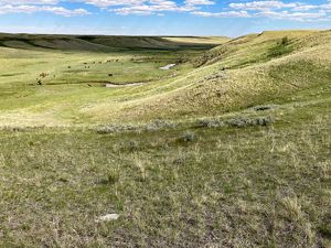 Preserving Wildlife Migration and Ranching Traditions TNC