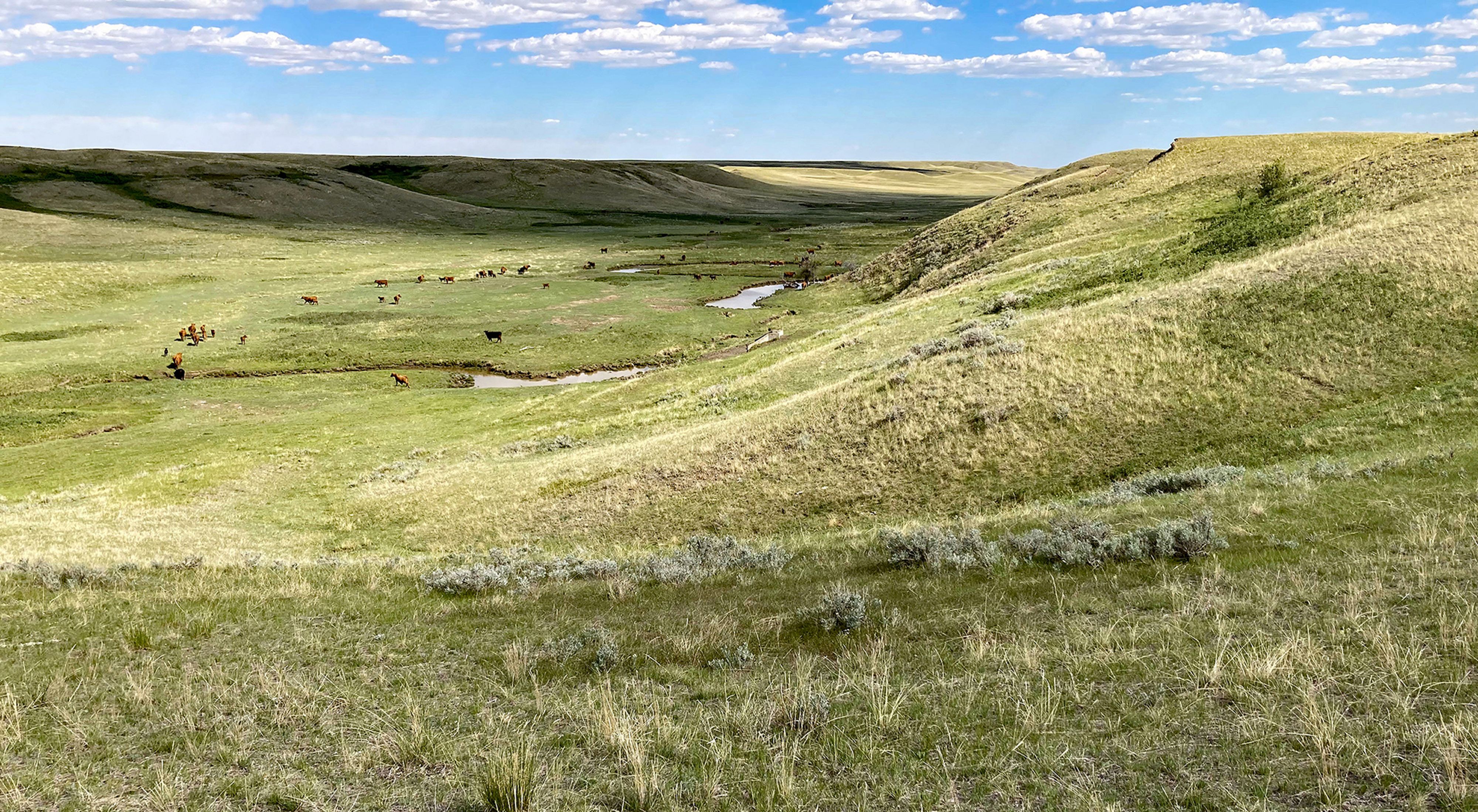 Gently sloped verdant valley with cattle grazing around spring-fed wetlands and stream.