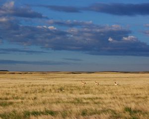 Pronghorn on plains.