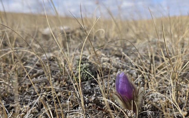 Close up of a small flower surrounded by grass.