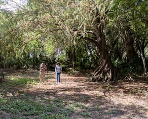 A massive tree with a twisted trunk casts shade over a man and woman walking.