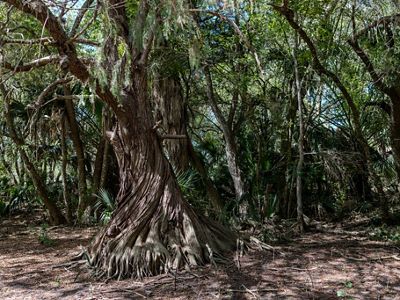 Un enorme tronco de ciprés de Moctezuma se extiende hacia lo alto y los visitantes contemplan su gran tamaño y belleza.
