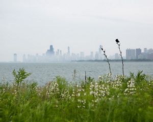 Red winged black bird at Chicago's Montrose Beach Dunes.