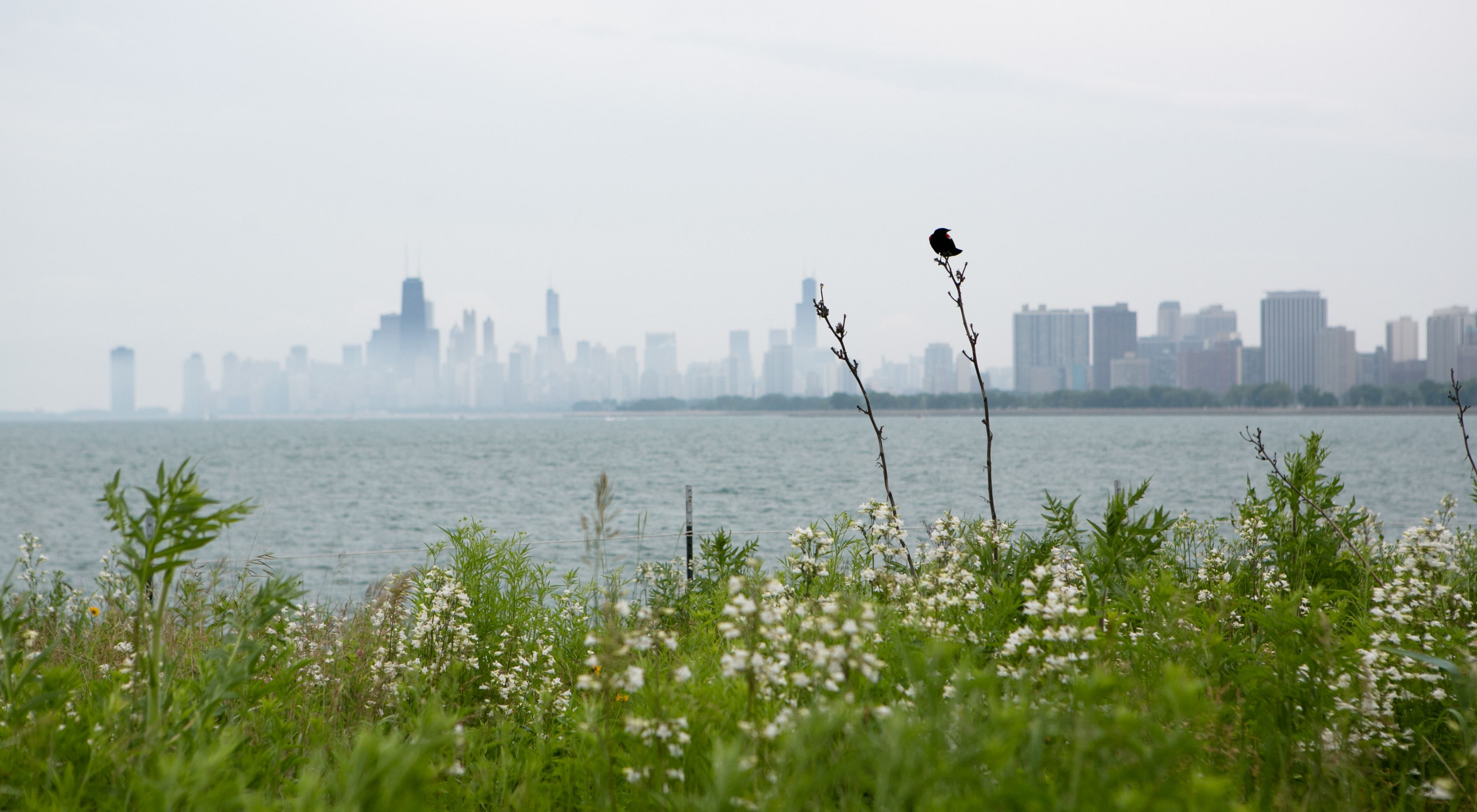 A Red-winged Black Bird at the Montrose Harbor bird sanctuary during a stewardship day on Saturday, June 22, 2013.