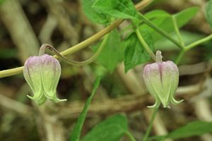The bloom of a delicate purple flower faces downward.