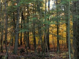 Fall colors of deciduous trees peek through stand of hemlock trees. 
