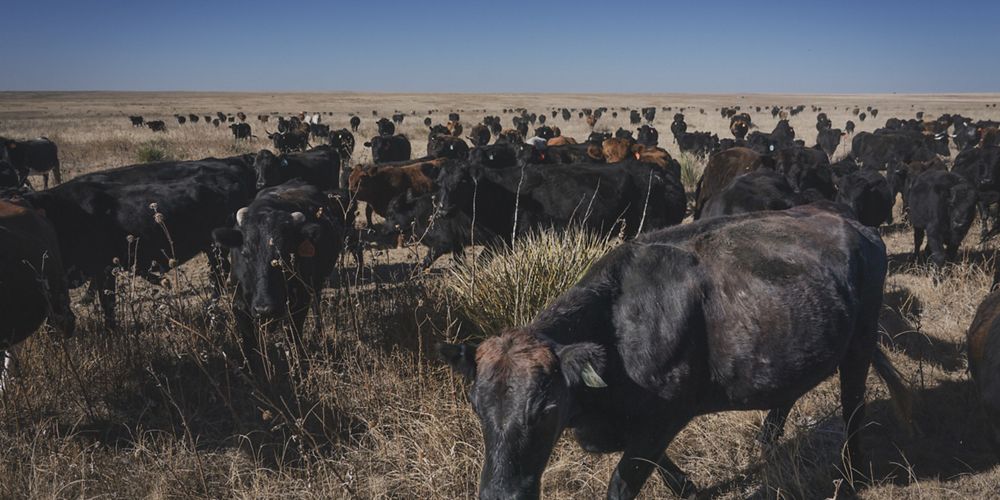 Cattle drive herd.