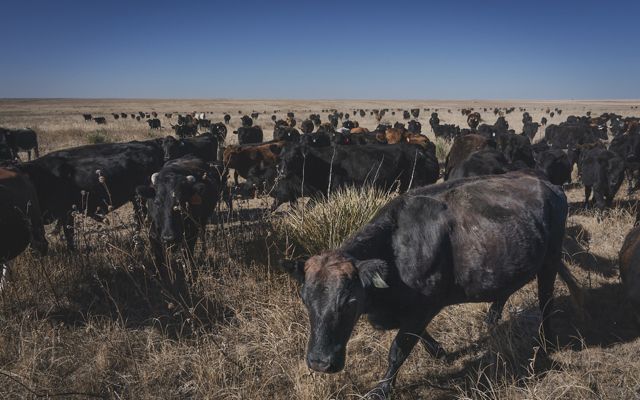 A herd of cattle on an open prairie.