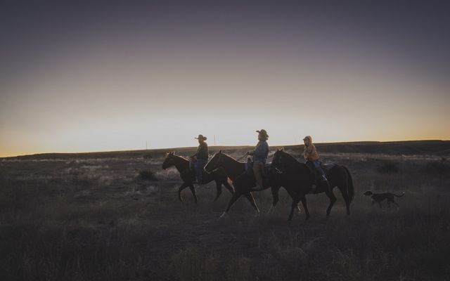 Group of people on horses in field.