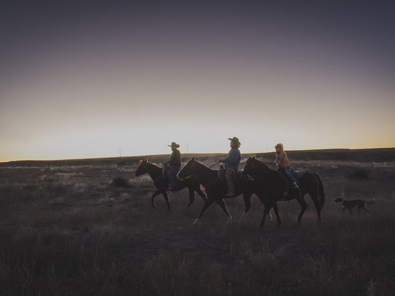 Group of people on horses in field.
