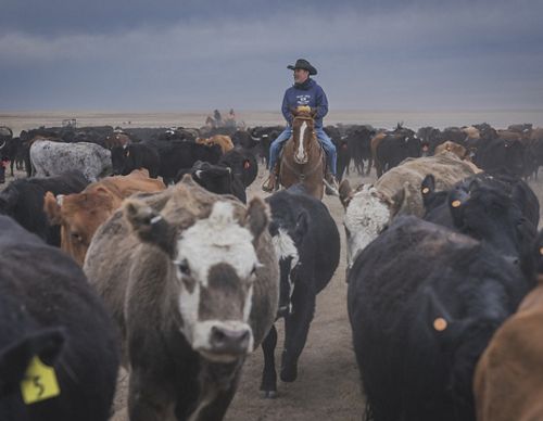 Man on horse surrounded by cattle.