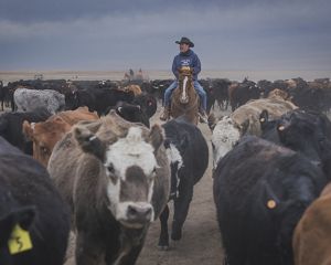 Man on horse surrounded by cattle.