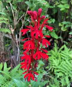 Bright red flowers arranged tightly on a single, 2-foot-tall stalk, with green ferns in the background.