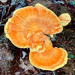 Looking down on a large, flat, orange fungus growing from a tree stump.