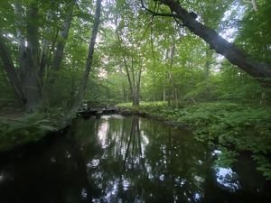 At dusk, the dark surface of a small river reflects the tree canopy above. A cluster of large red maples stands on the left bank.