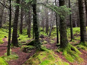 Moss-covered forest floor