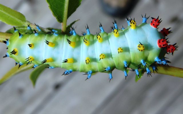 A chubby, light green caterpillar with bright yellow, red, and blue spikes.