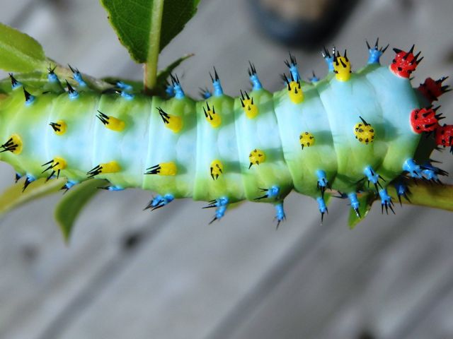 A chubby, light green caterpillar with bright yellow, red, and blue spikes.