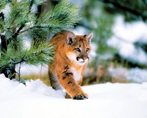 Also known as a cougar or puma, the mountain lion stalks a wide range of habitats from Canada to South America.
