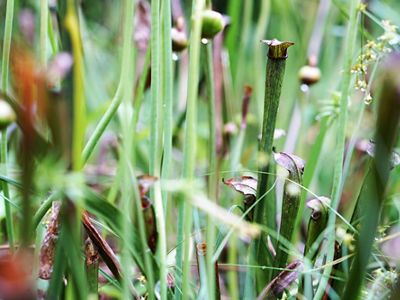 Tall, thin, green mountain sweet pitcher plants.