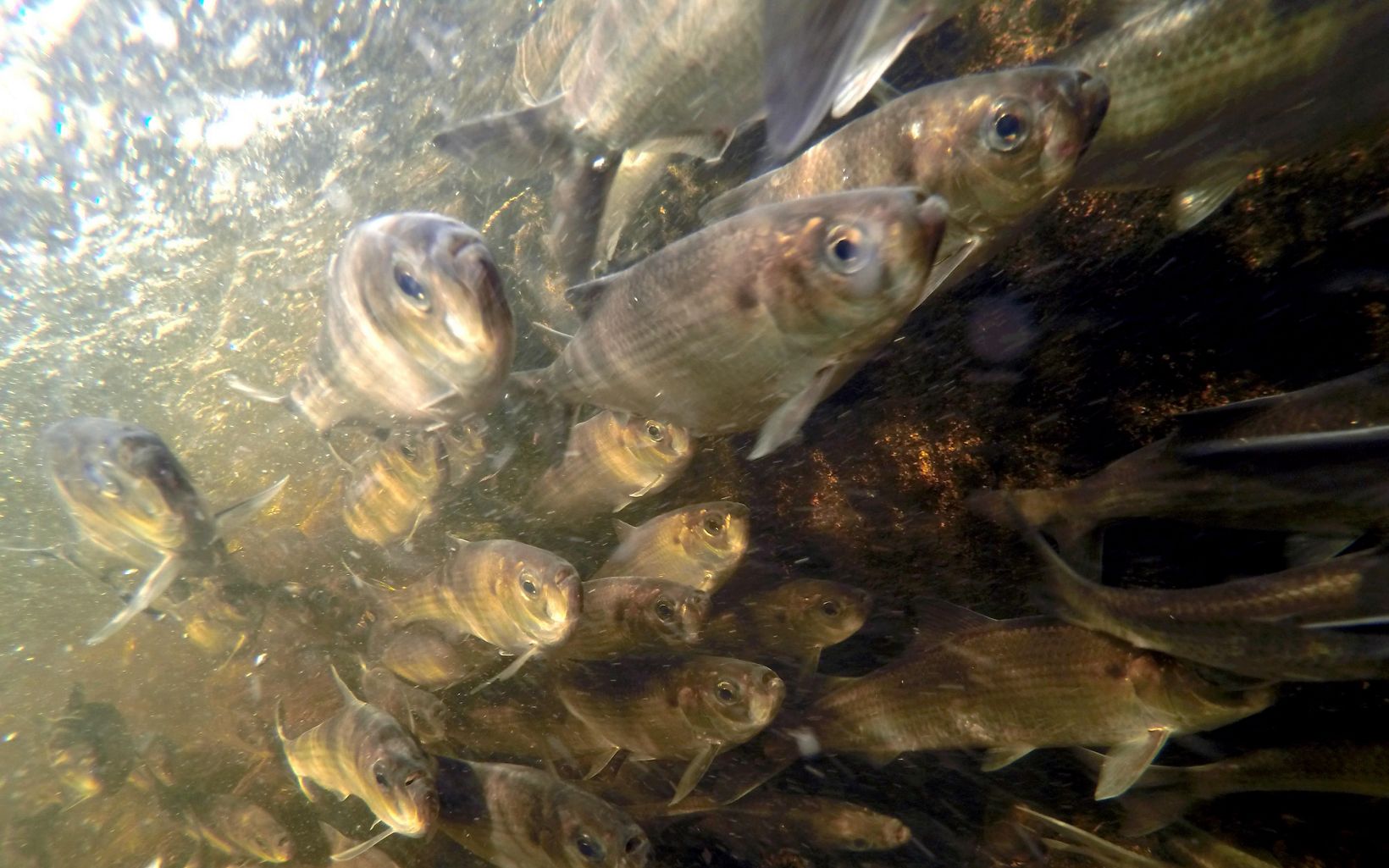 a school of fish swimming toward the camera