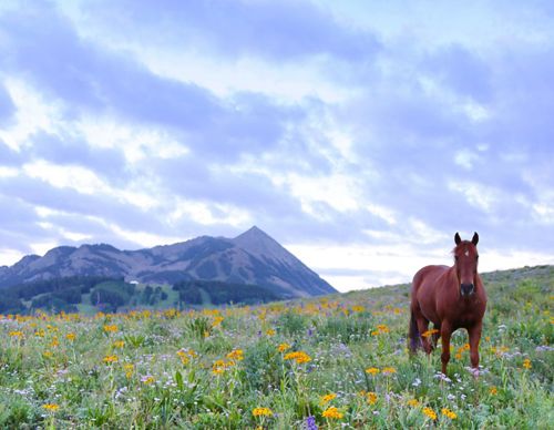 A horse walking through a grass field with wildflowers and blue mountains in the background.