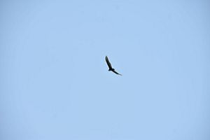 A large bird flying in a blue sky.