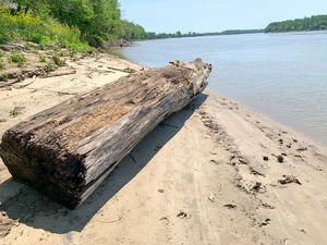 A large log lies on a sandy beach next to a wide river with forests along its banks.