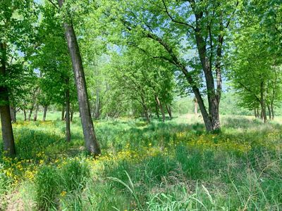 A grassy field with some native grasses and trees.