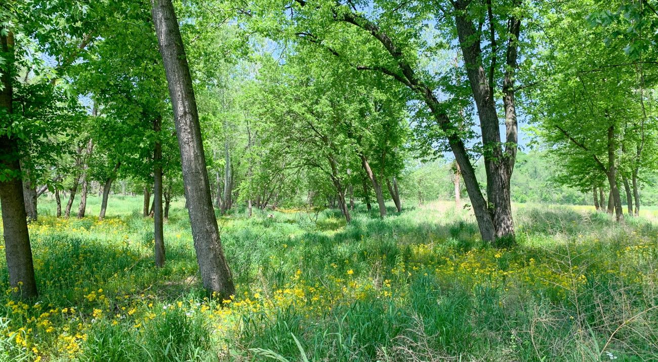 A lightly forested landscape with native grasses.